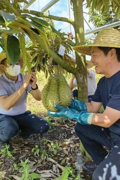 金枕榴莲在云南试种成功，开启热带水果种植新篇章