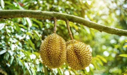 打扫老房后反复高烧的困扰与应对