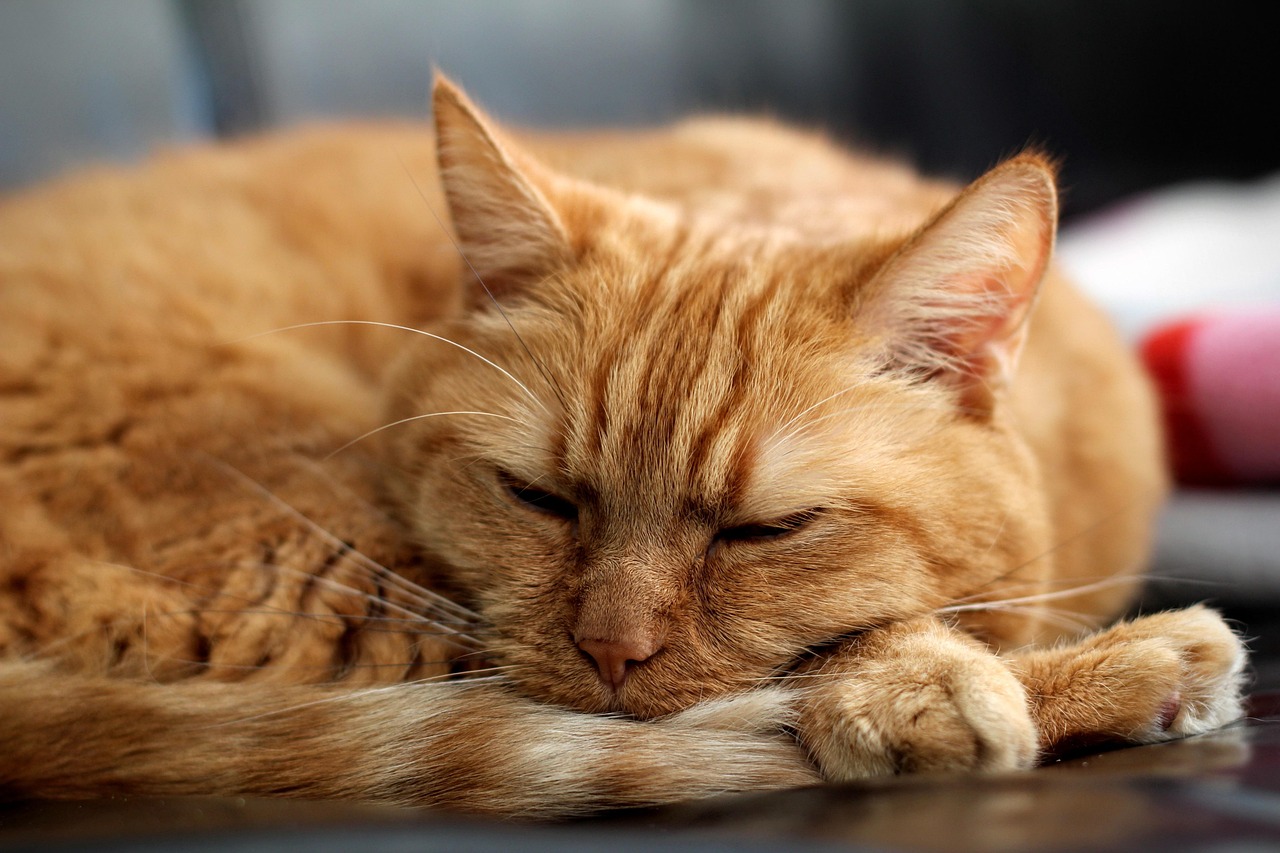 外卖骑手被不实传言所困，猝死谣言的背后真相
