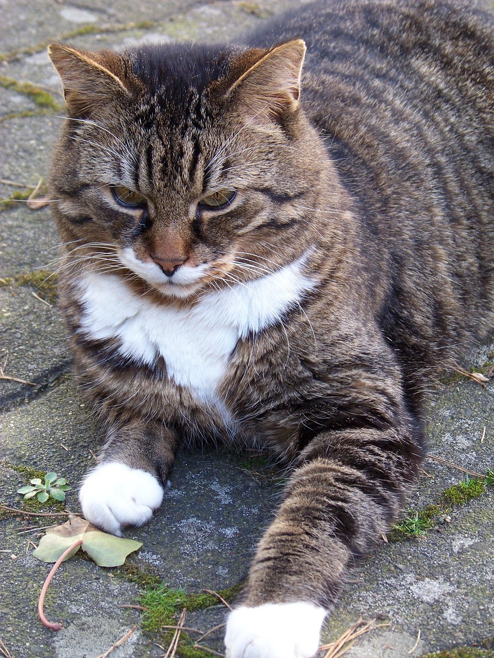 从耳中惊现的活体猫螨虫